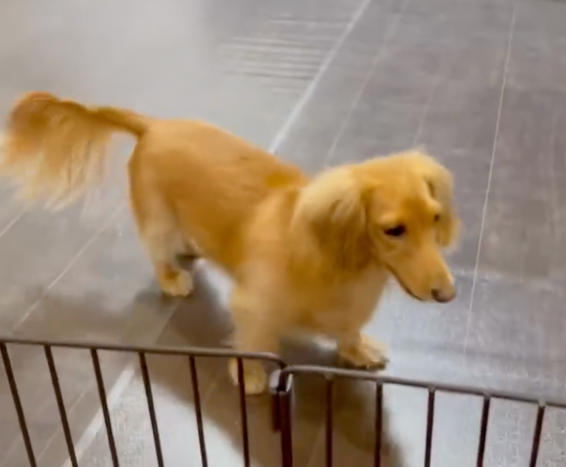 汪：怎麼辦？又惹怒牠了