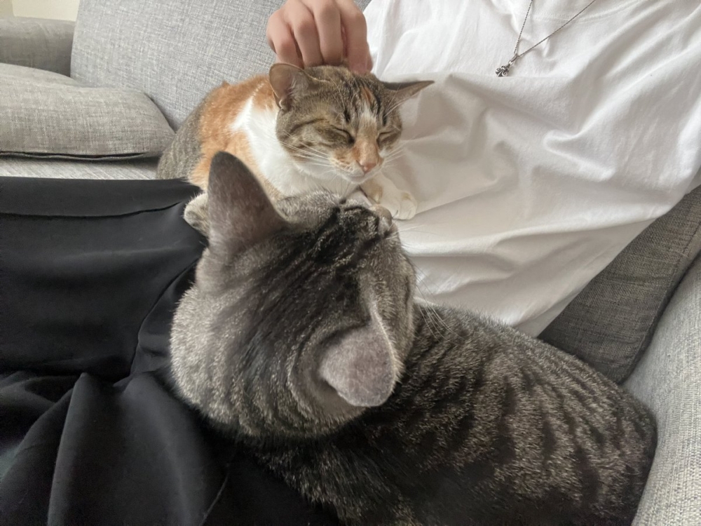 奴才：真！的！嗎！