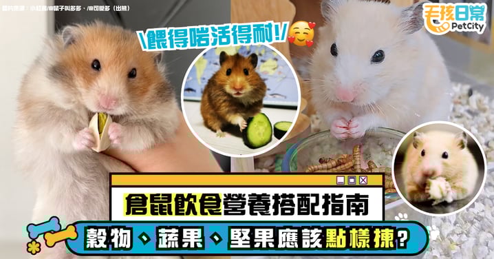 【倉鼠飲食全攻略】蔬果、穀物、堅果怎麼選？打造均衡營養餐單 讓鼠鼠吃得更健康開心！
