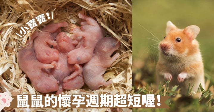 倉鼠的繁殖周期及注意事項：飼主必知的生育技巧！ 一起打造健康可愛的倉鼠家族～
