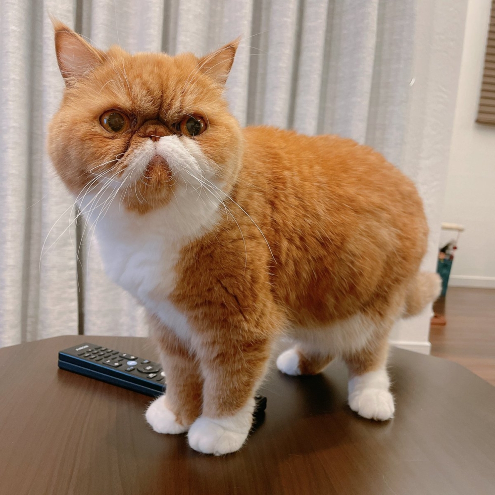 奴才：原諒你了