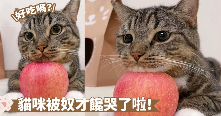 新款的「蘋果墊腦」喔～貓咪的腦袋和蘋果的結合好有趣！重重的大頭終於可以放鬆一下了