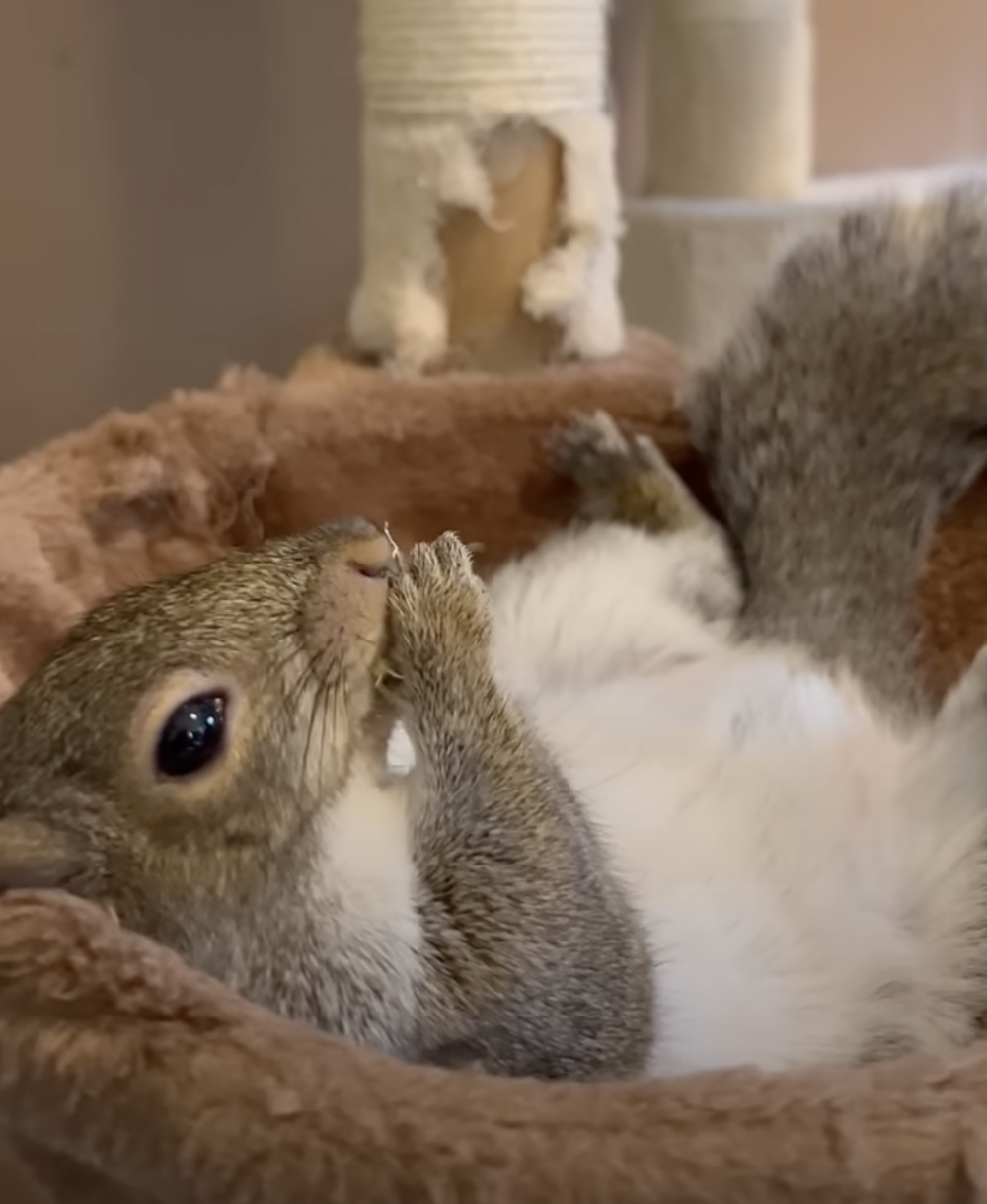 奴才：還有什麼需要的嗎？