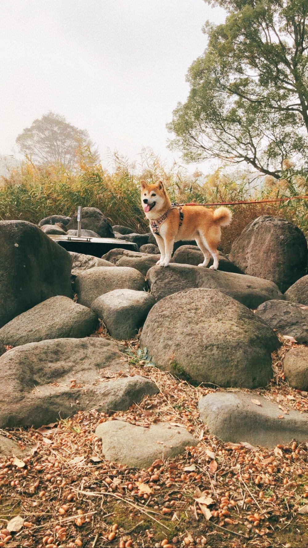 奴才：這都被你發現啦
