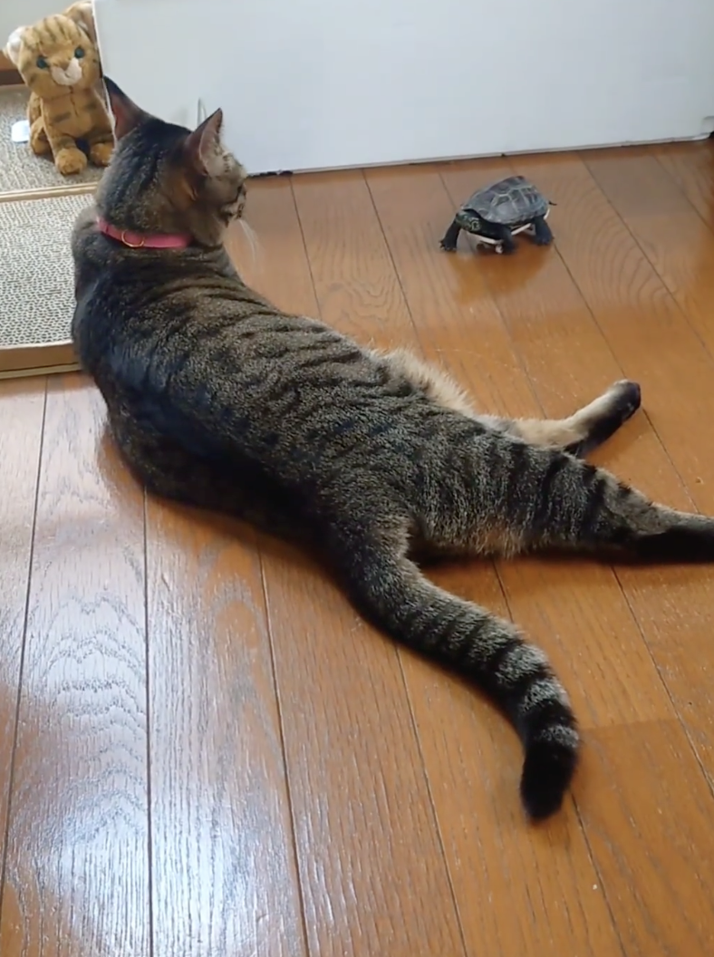 奴才：我來當裁判吧