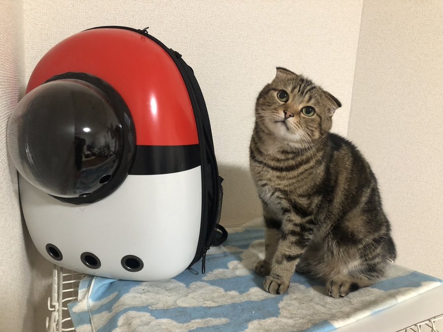 奴才:我倒要看看有多厲害