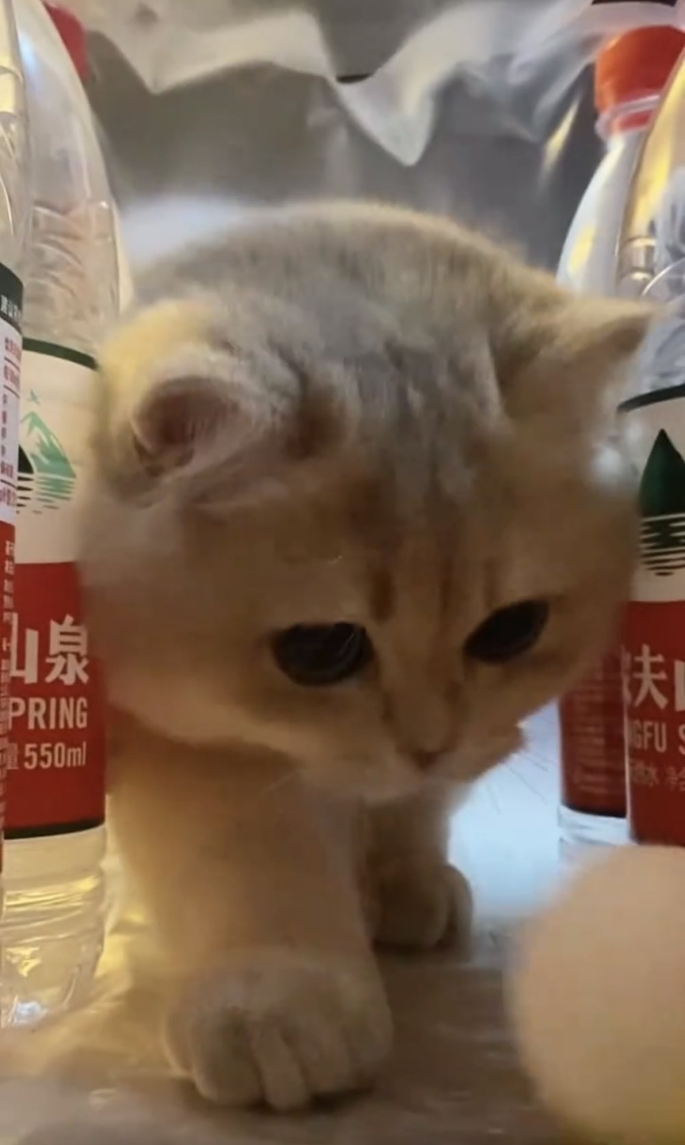 奴才：那就快把你的技能展現出來