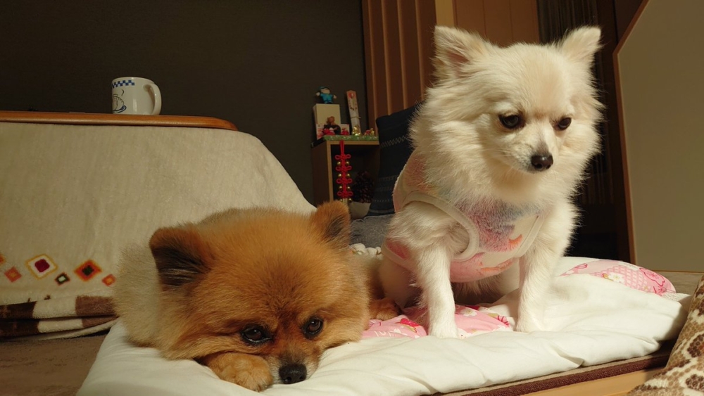 奴才：小鳥也害怕嗎？