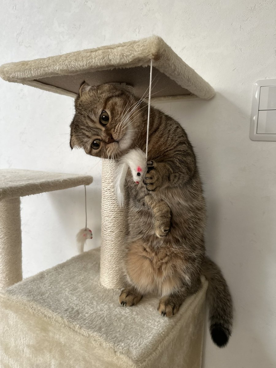 奴才：這不是事實嗎？