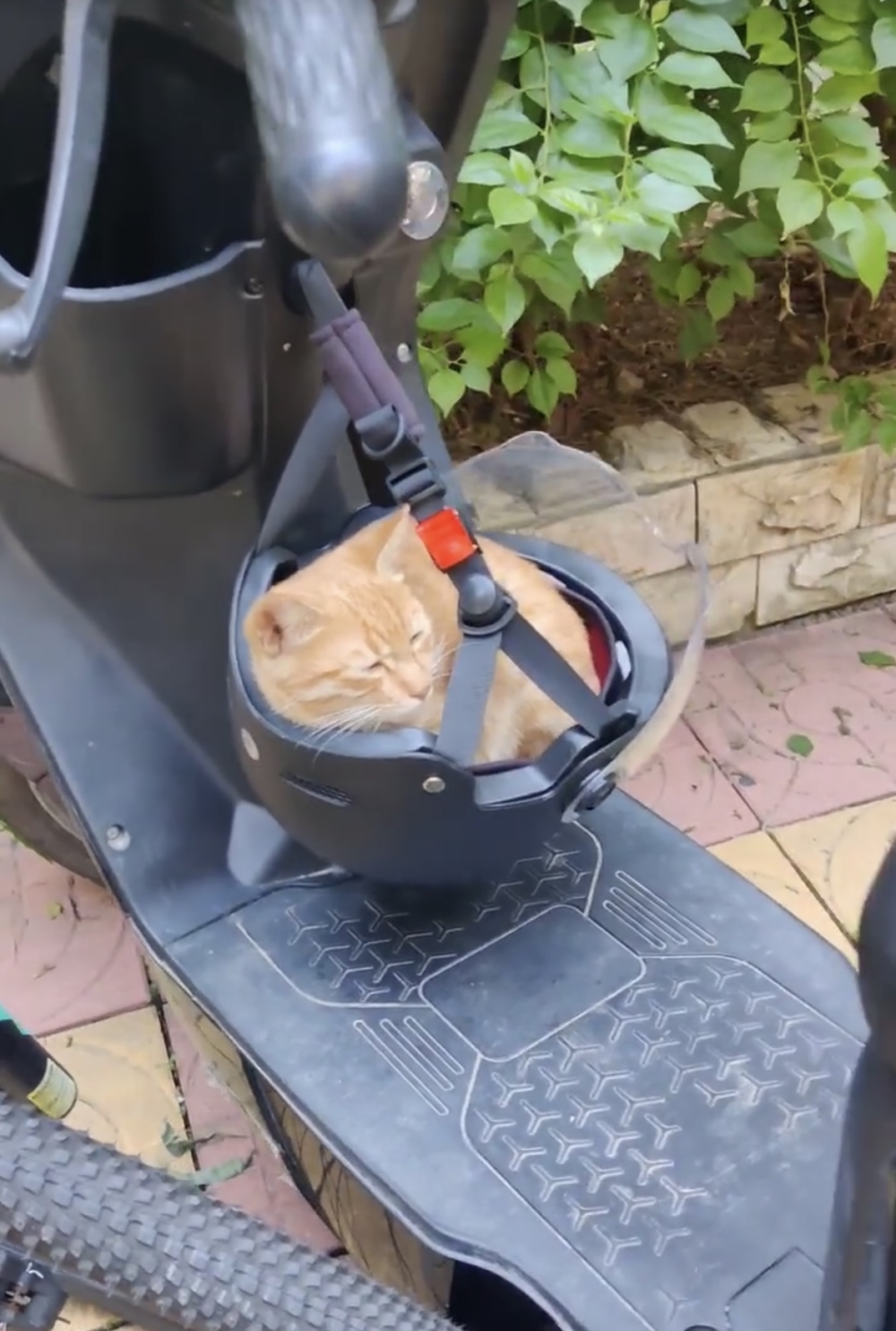 奴才：確實啊！