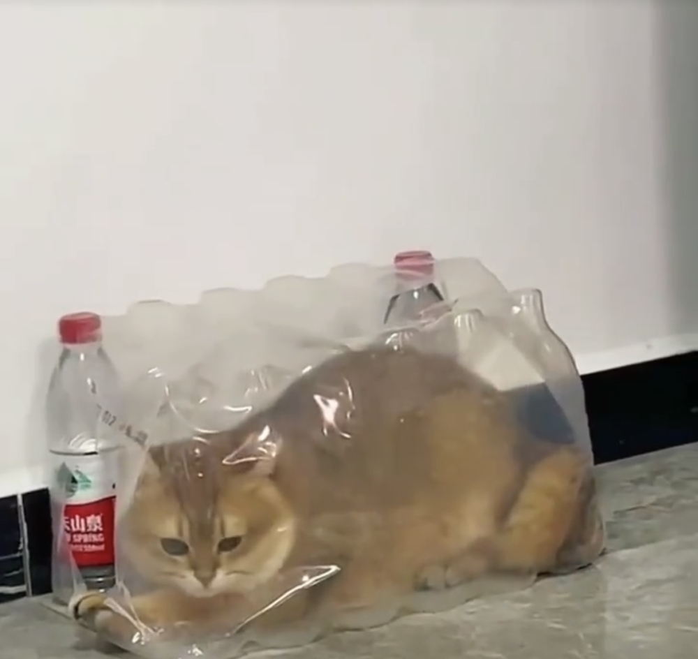 奴才：肯定抱啊