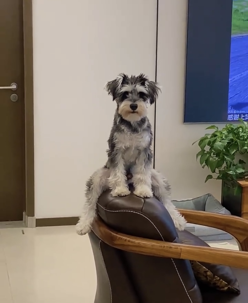 奴才:等下我又要幫你擦「粑粑」了