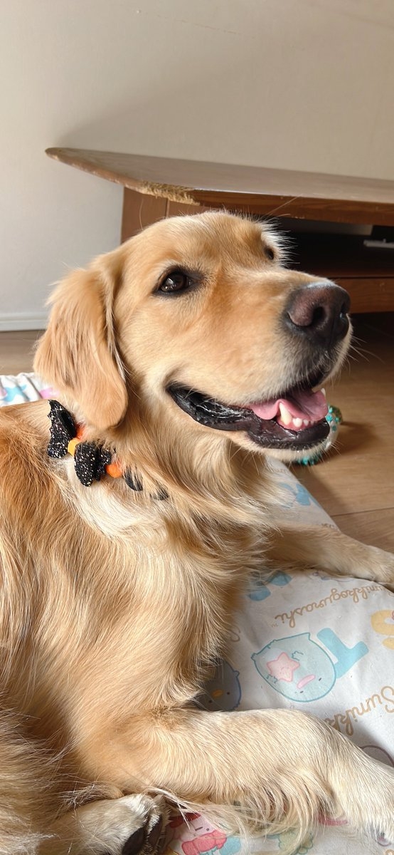 奴才：看見你開心真好