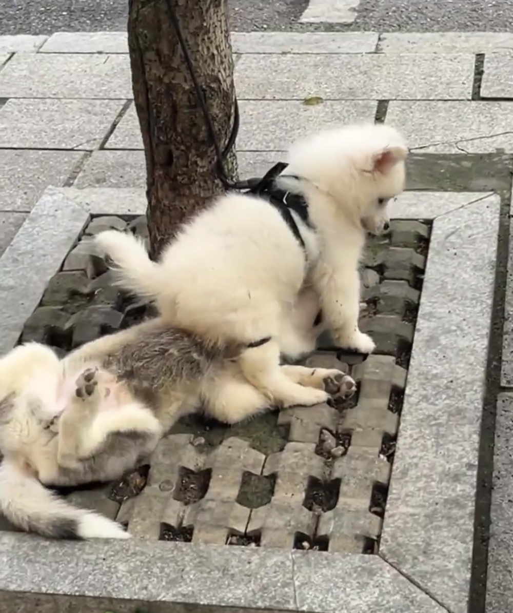 薩摩耶：看吧～朕也沒辦法囉