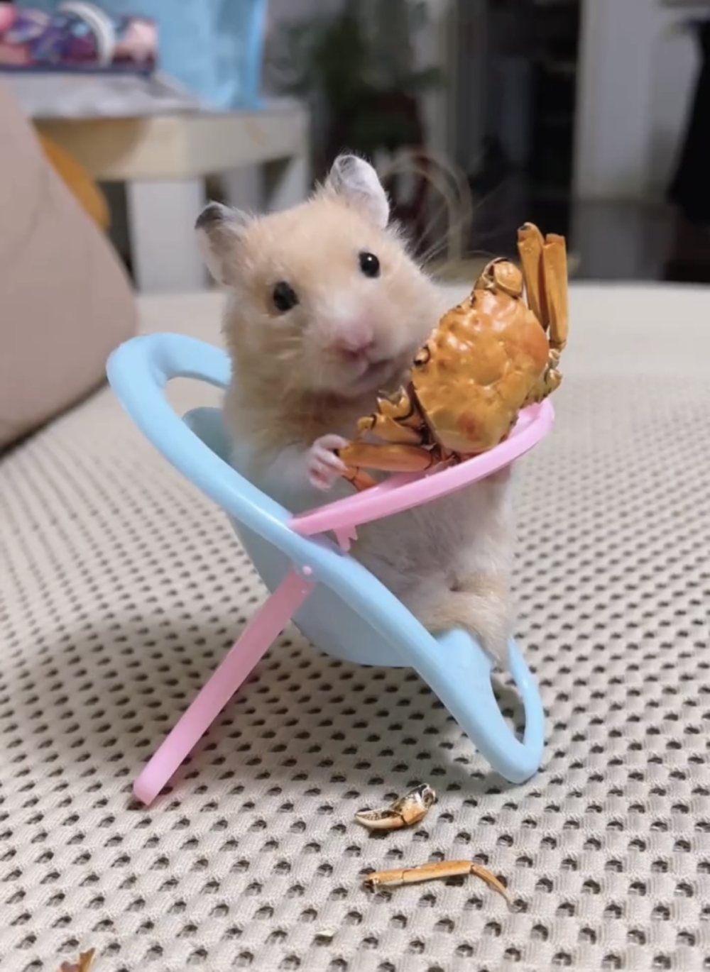 奴才：就是給你準備噠