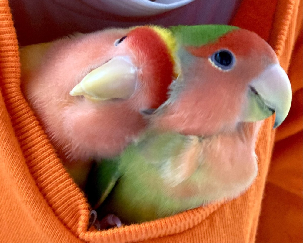 奴才：那我冷靜一下吧