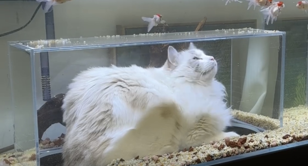 奴才：你在幹嘛？