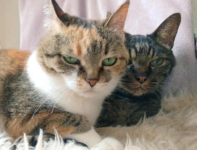 奴才：樣子都長得很像捏