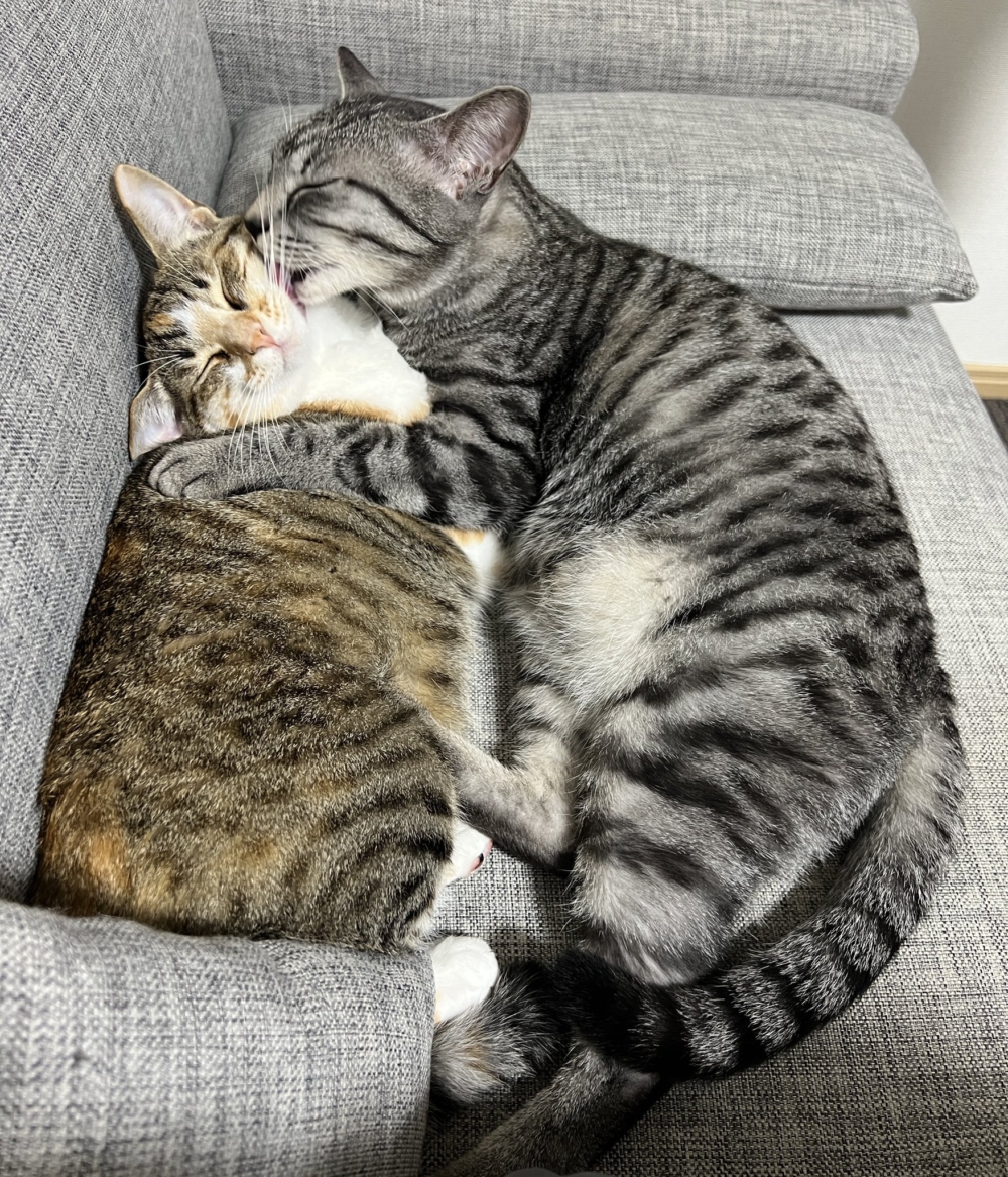 喵：你別想太多