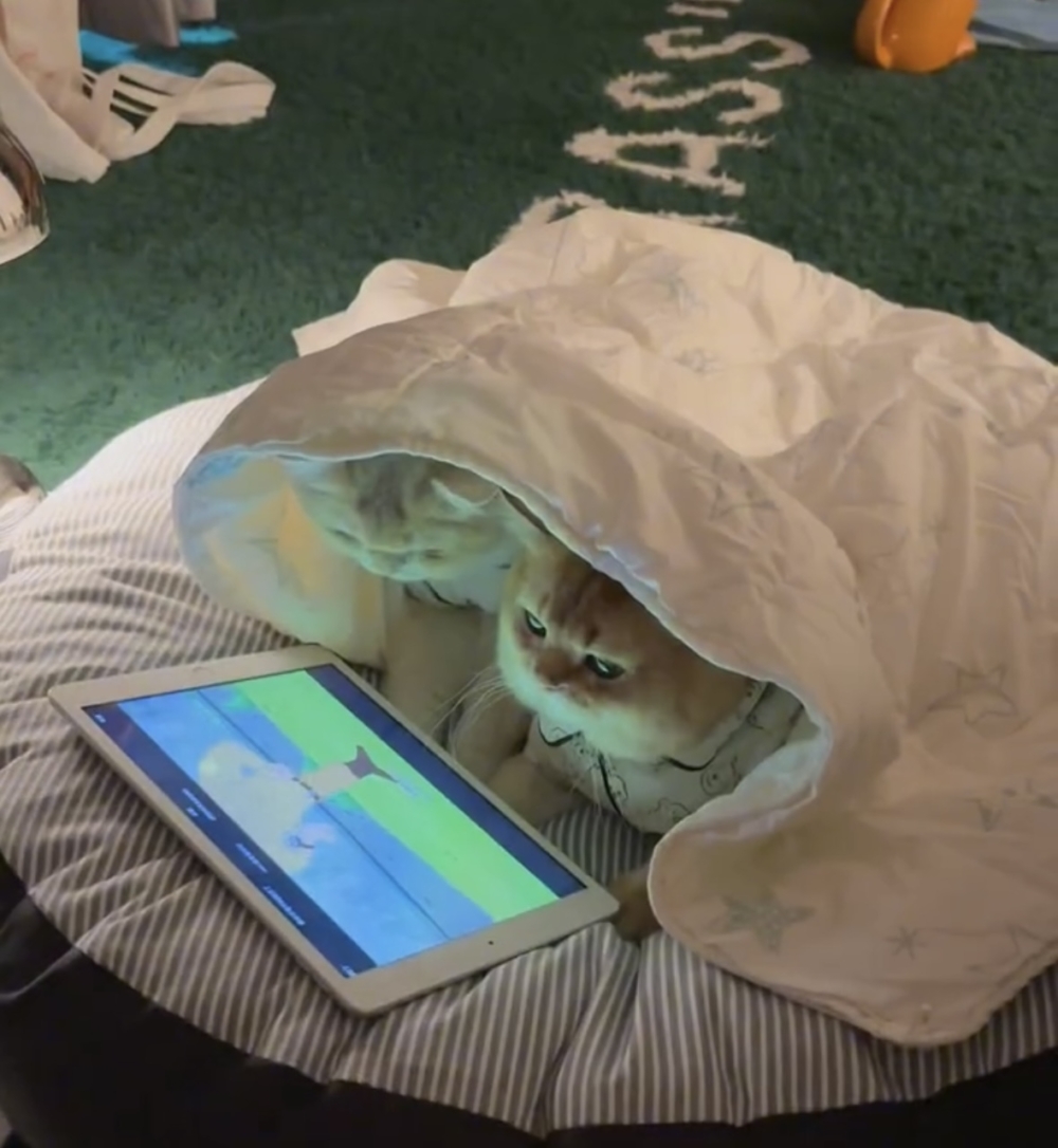 奴才：那我就一起加入囉