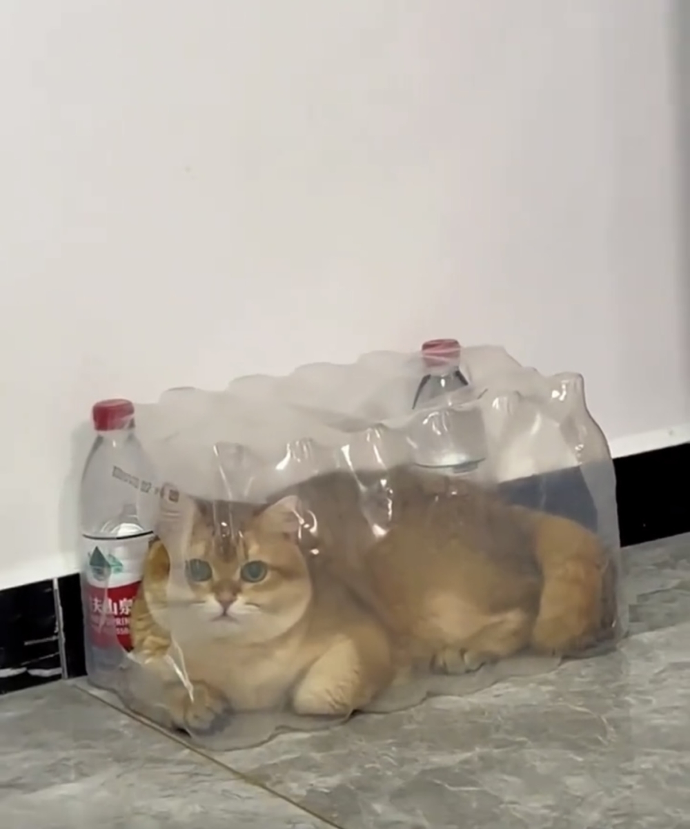 奴才：你自己可以出來啊