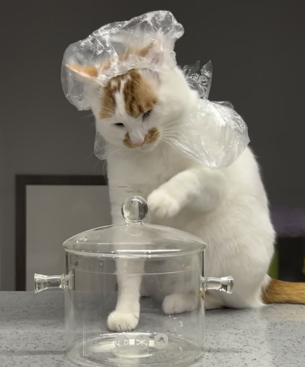 奴才：期待你的手藝喔