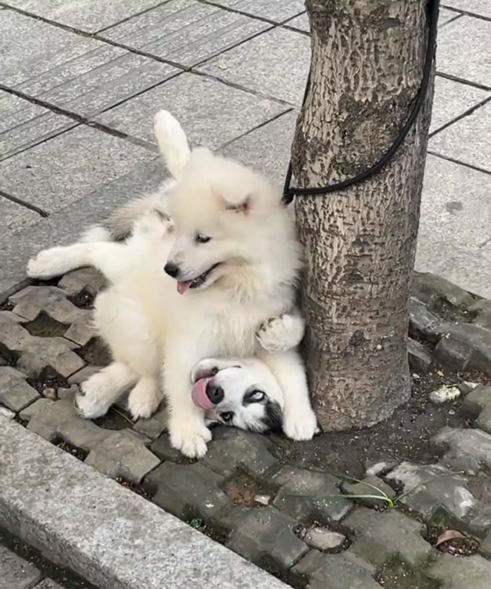 哈士奇：好慘，好可憐