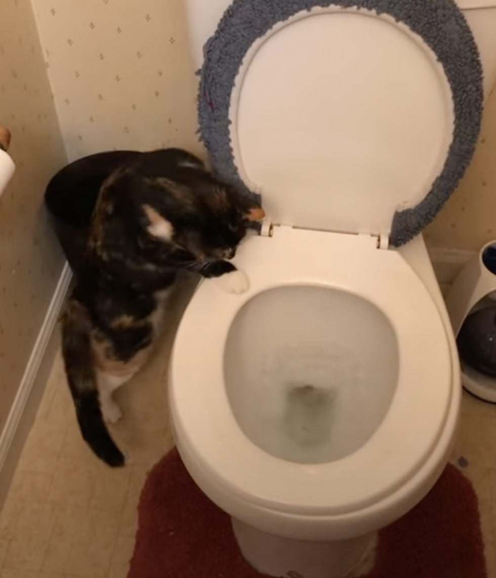 奴才：你真的不是在玩嗎？