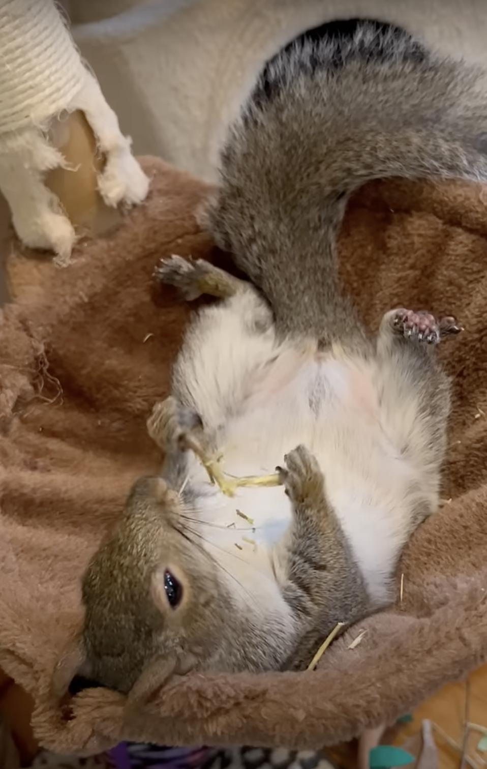 奴才：要是有需要就吩咐奴才吧～