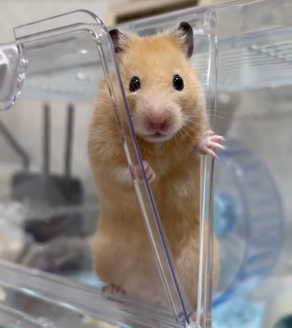 奴才：那你在等什麼？