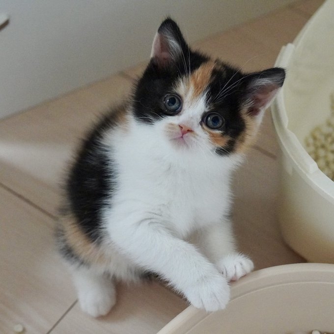 奴才：你的肥肉肉嗎？