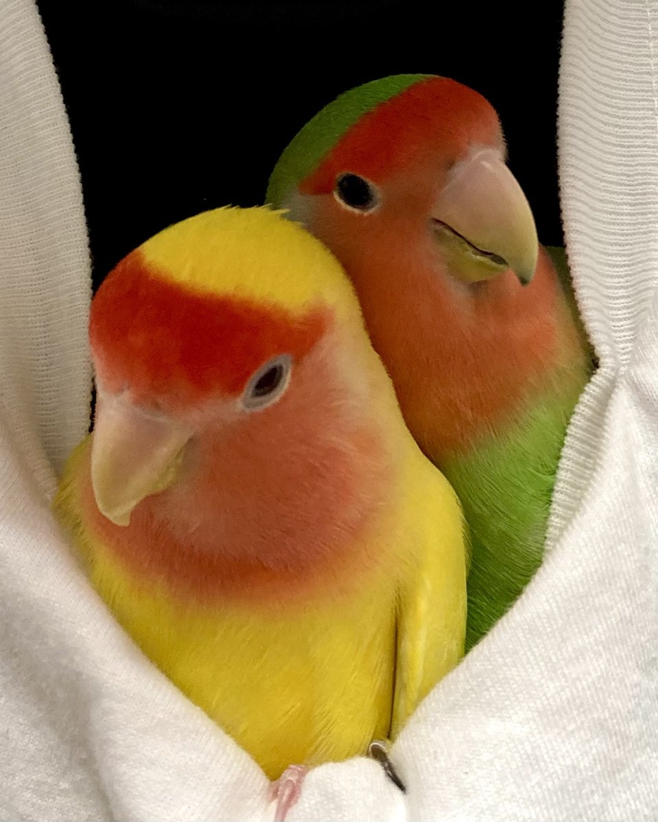 奴才：要讓你照個鏡子才相信我嗎？