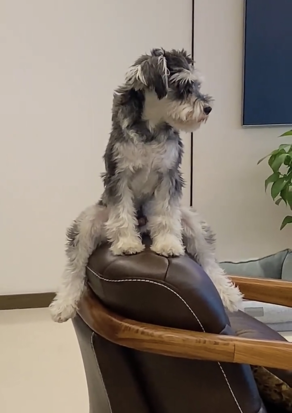 奴才:你別裝傻啦