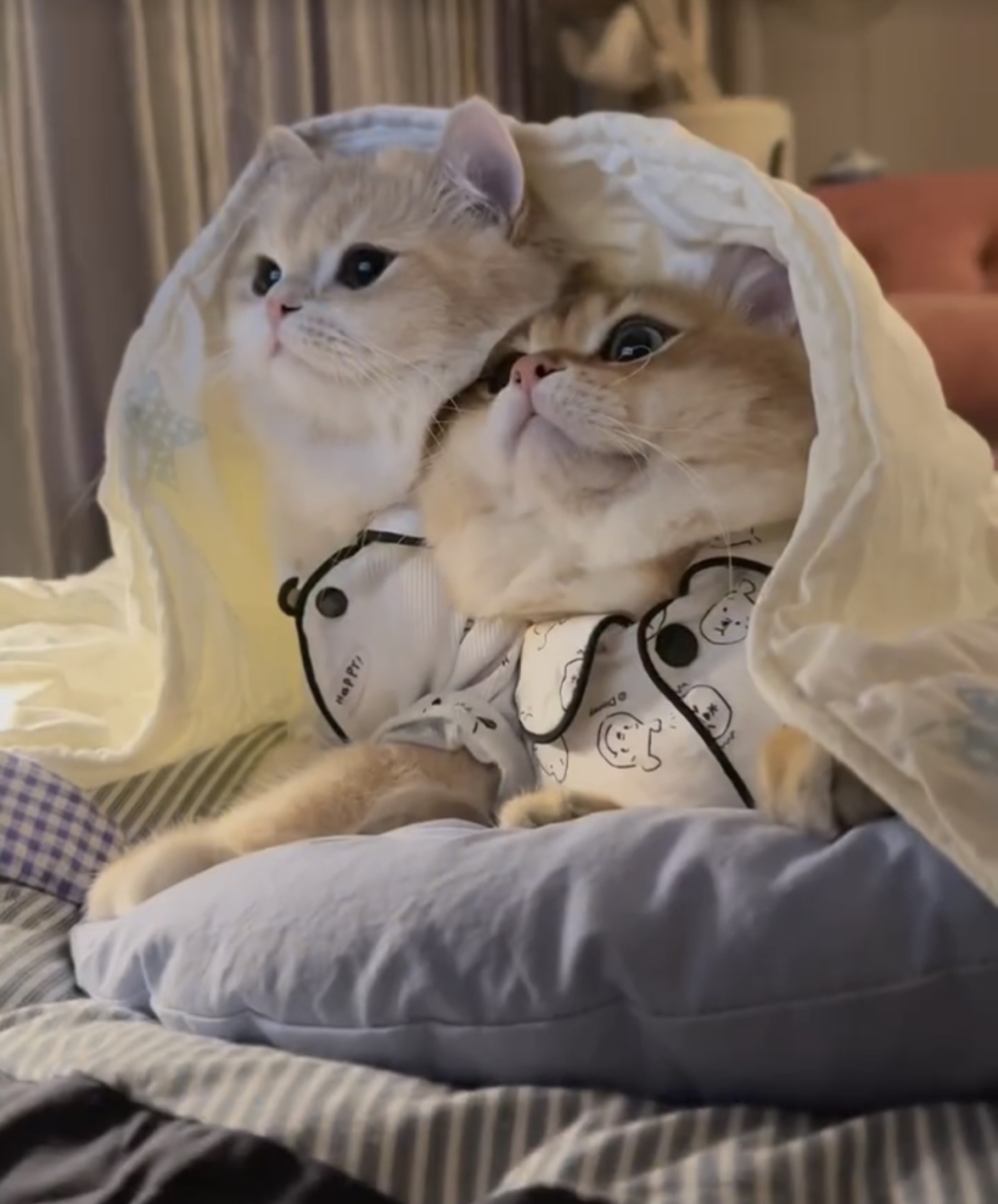 奴才：我不會跟你們客氣的喔