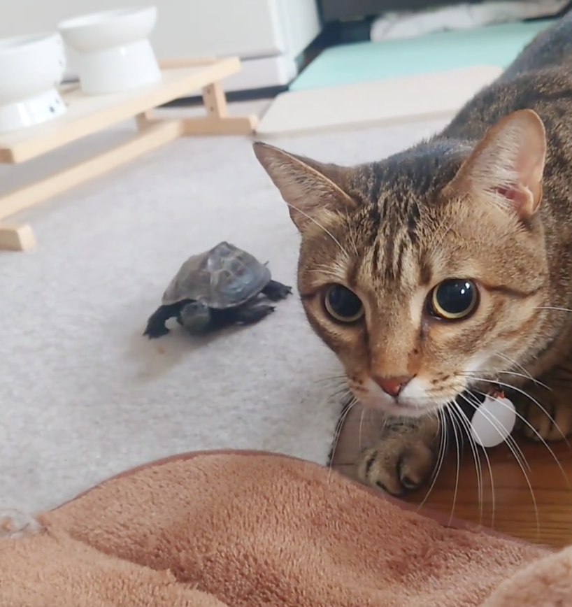 奴才：好壞喔～