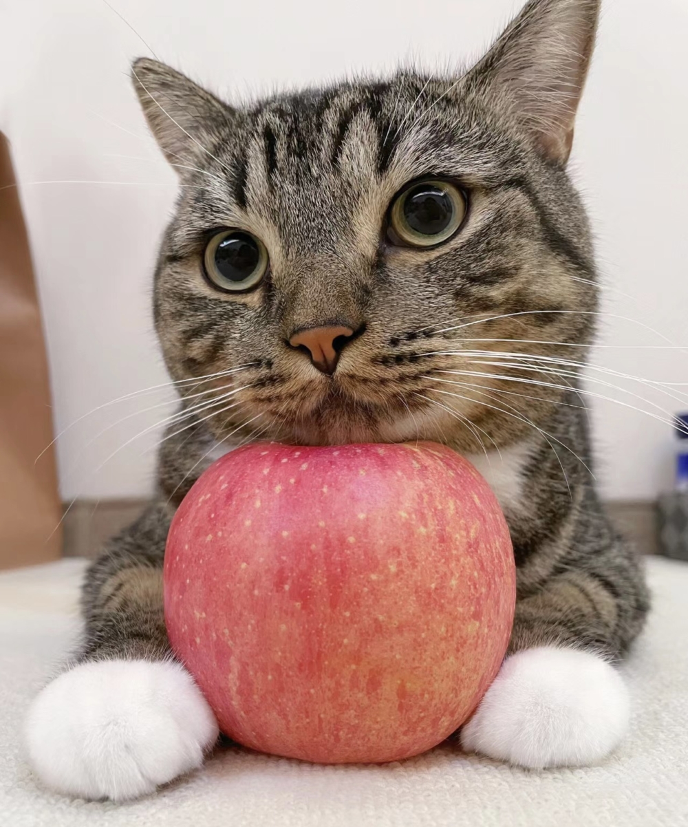 奴才：真是說不過你了