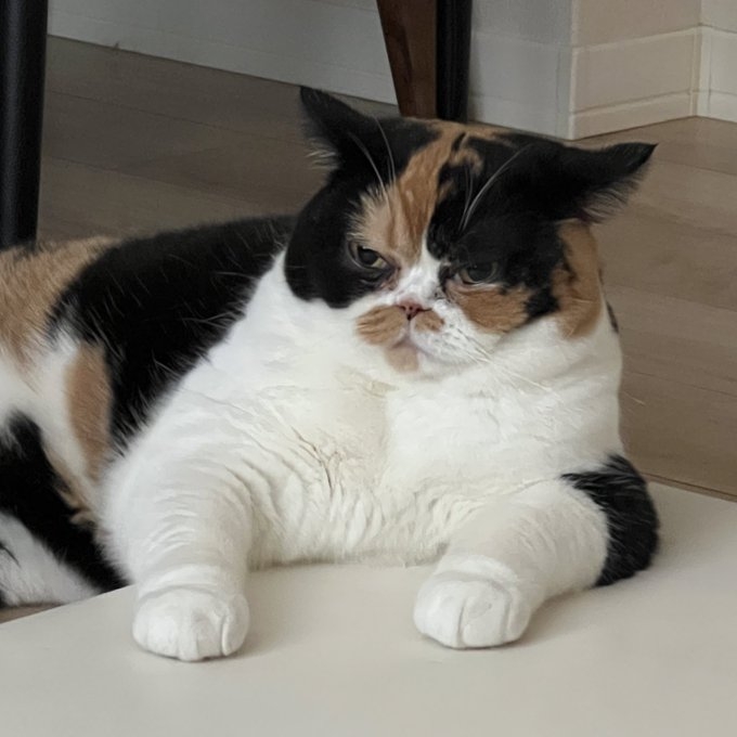 奴才：餵胖你又要你減肥好像有點不地道喔