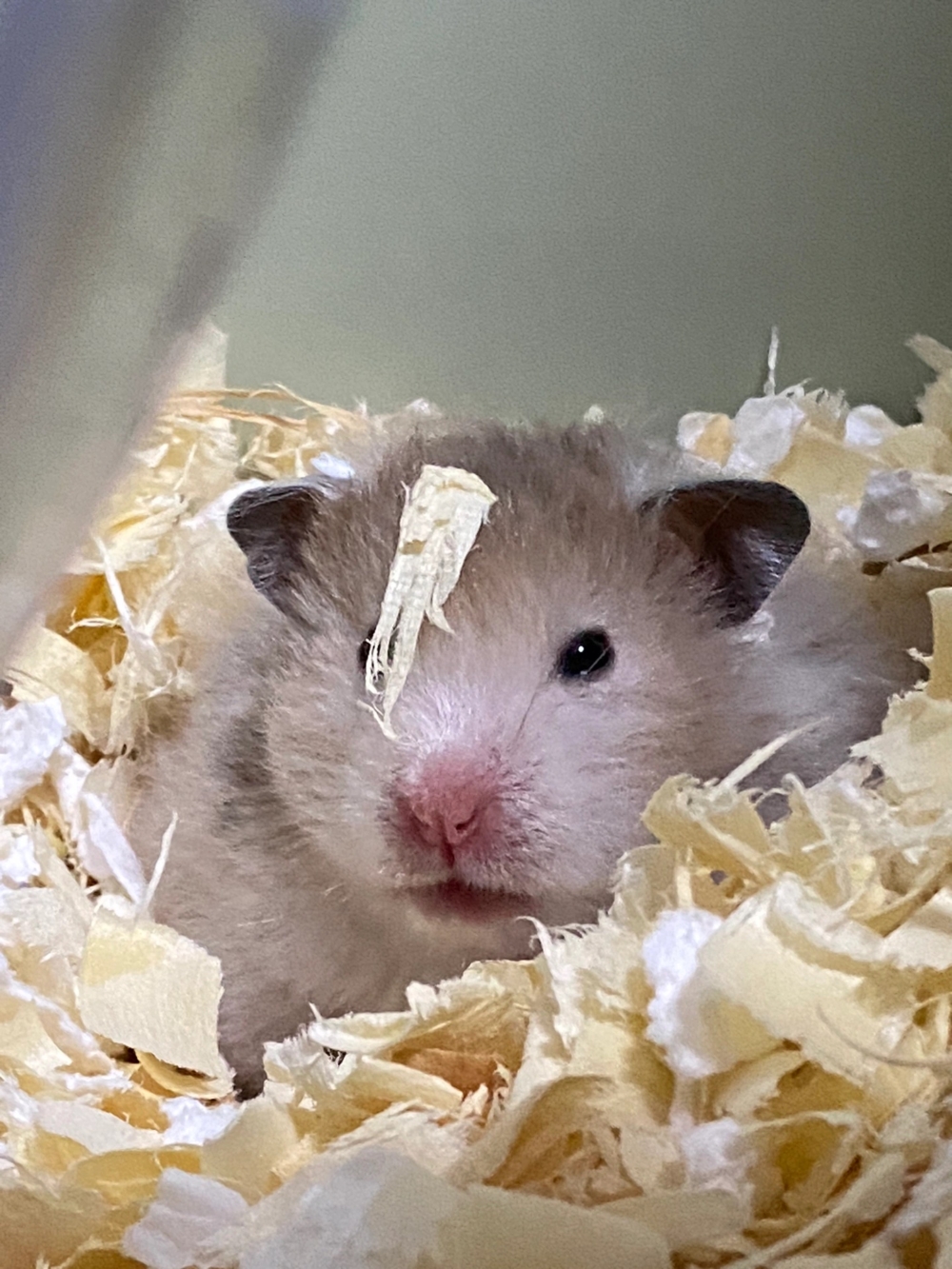 奴才:知道我的重要了吧