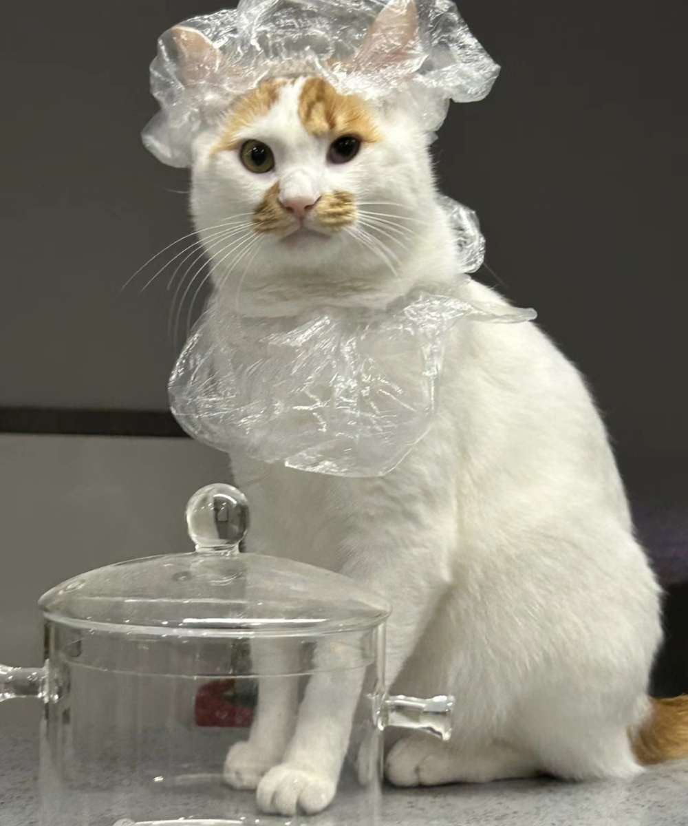 奴才：是用貓毛提味嗎？