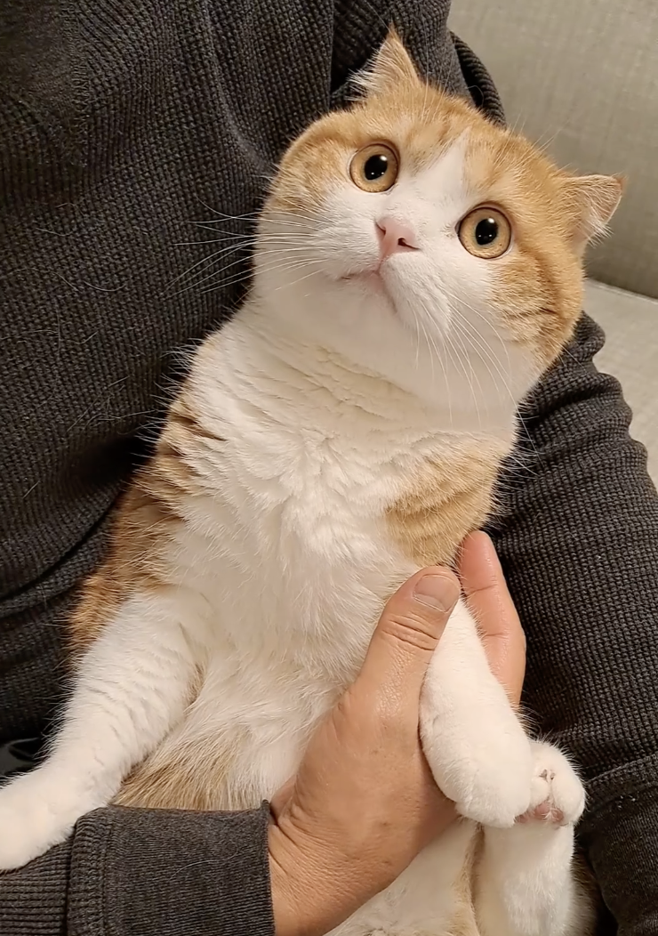 奴才:當然,我也怕去醫院啊