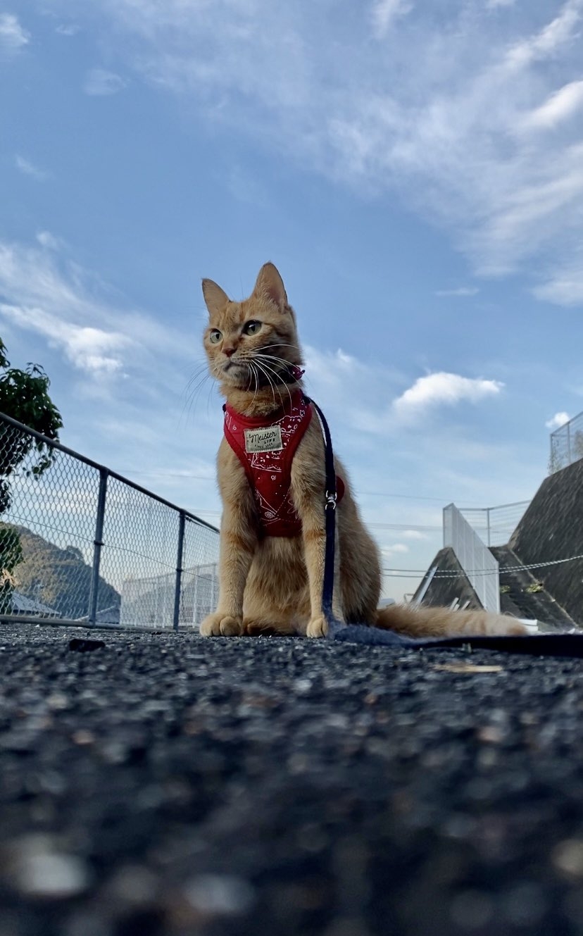 奴才：那你努力一下吧