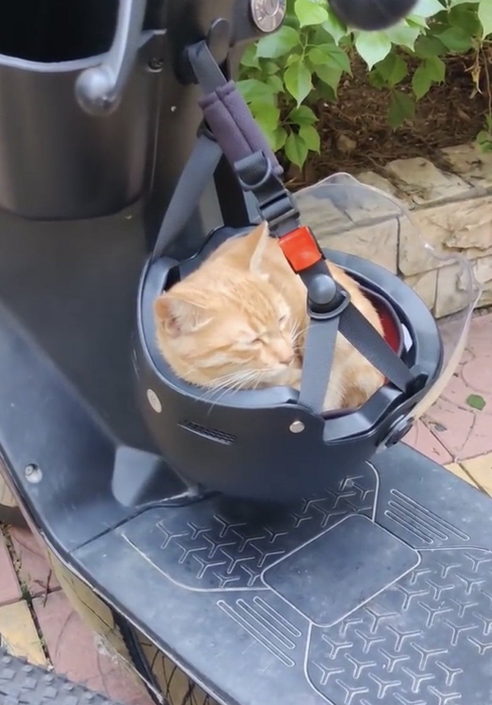 奴才：你想睡就睡吧