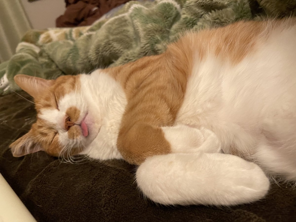 奴才：這明明就很可愛啊