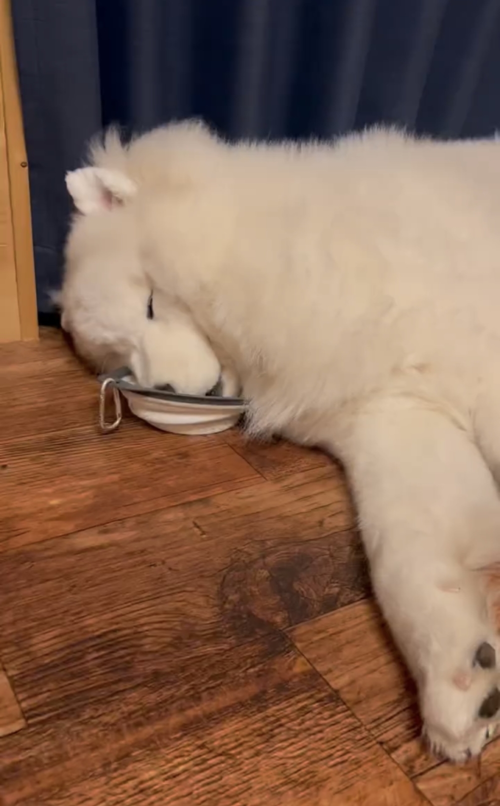 奴才：這是你的藉口吧