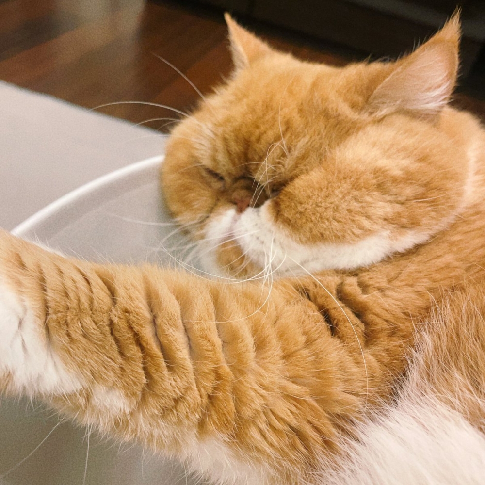 奴才：因為你很誠懇啊