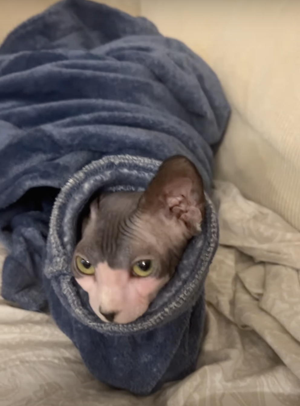 奴才：好吧～放過你