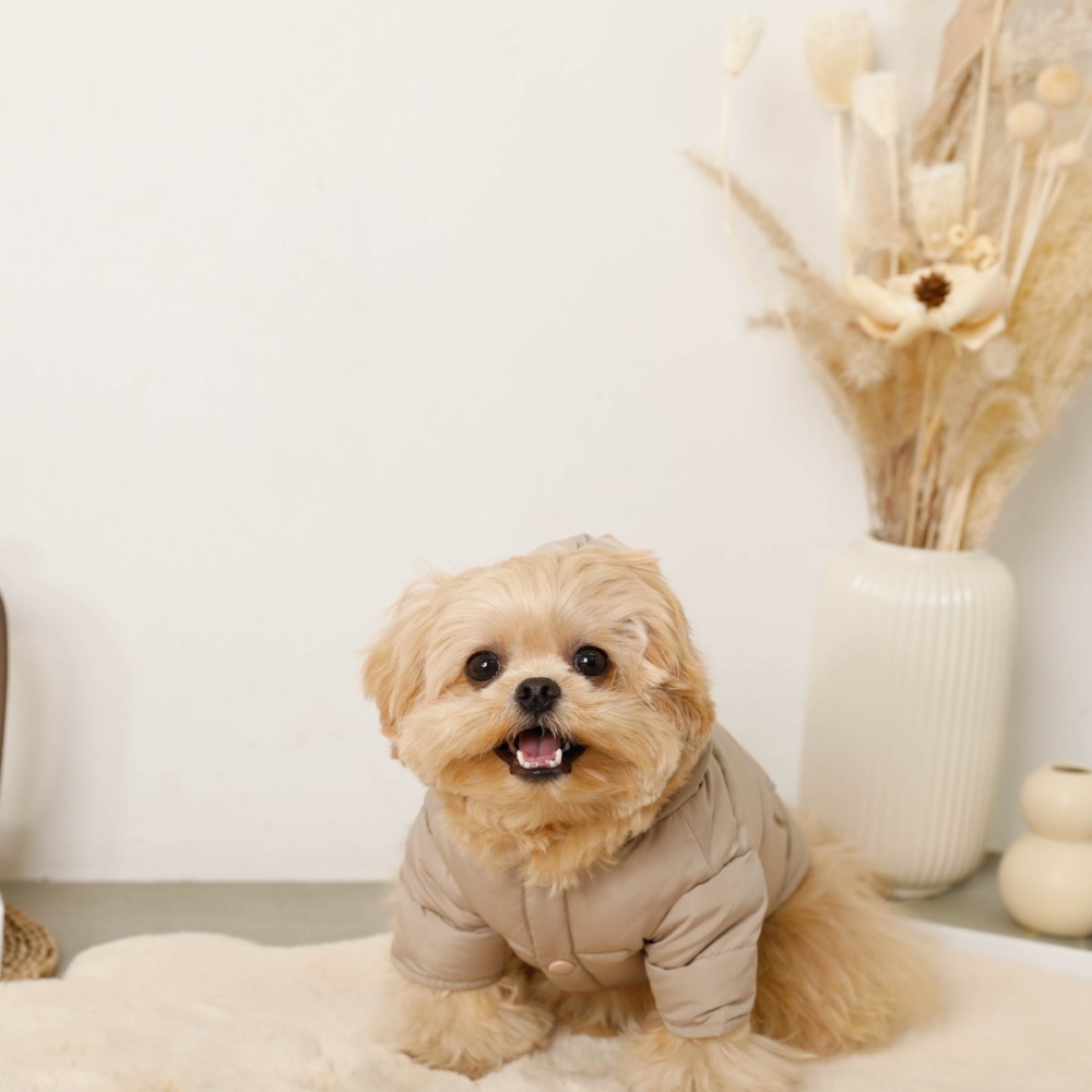 奴才：我是花錢讓你去享受捏