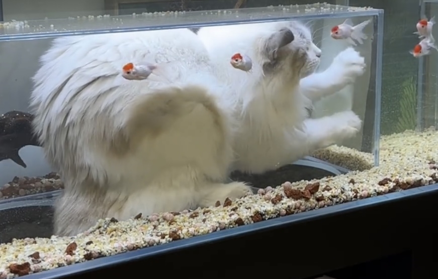 奴才：那我當作沒看見囉