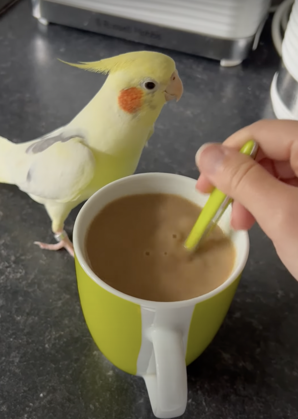 奴才：那我試試囉