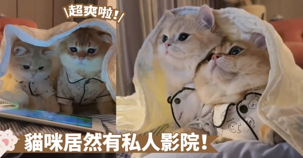 被窩裡取暖太無聊啦！貓咪們窩在一起追劇解悶喔～網：冬日裡誰還不是隻「暖寶寶」